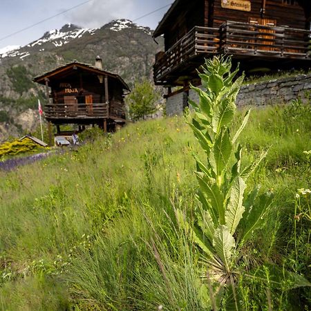 Korn-Stadel Arida Prata "Natur Pur" Grächen Exteriér fotografie