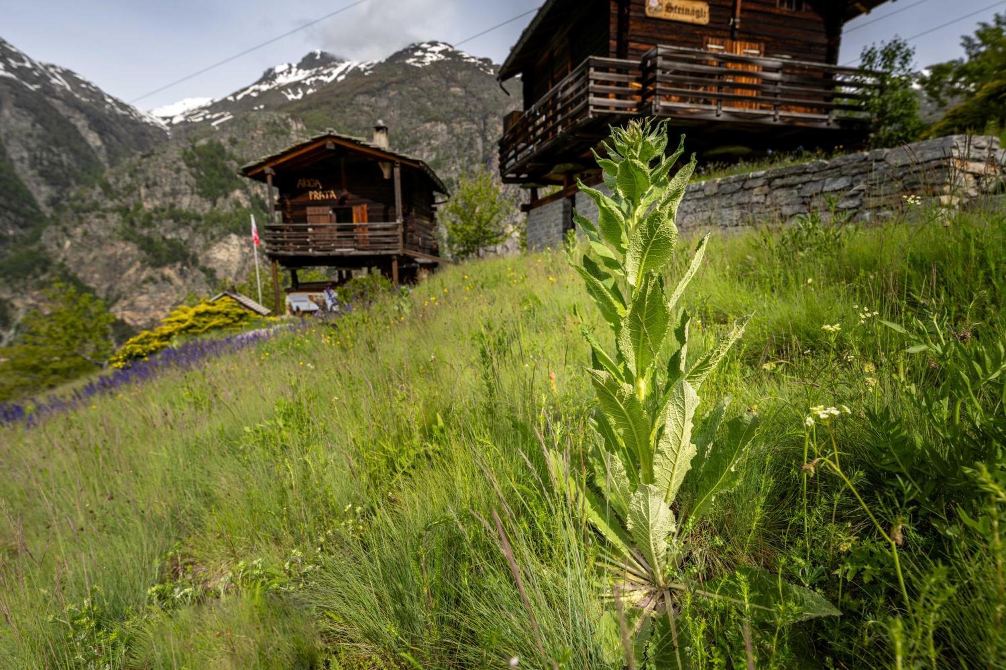 Korn-Stadel Arida Prata "Natur Pur" Grächen Exteriér fotografie