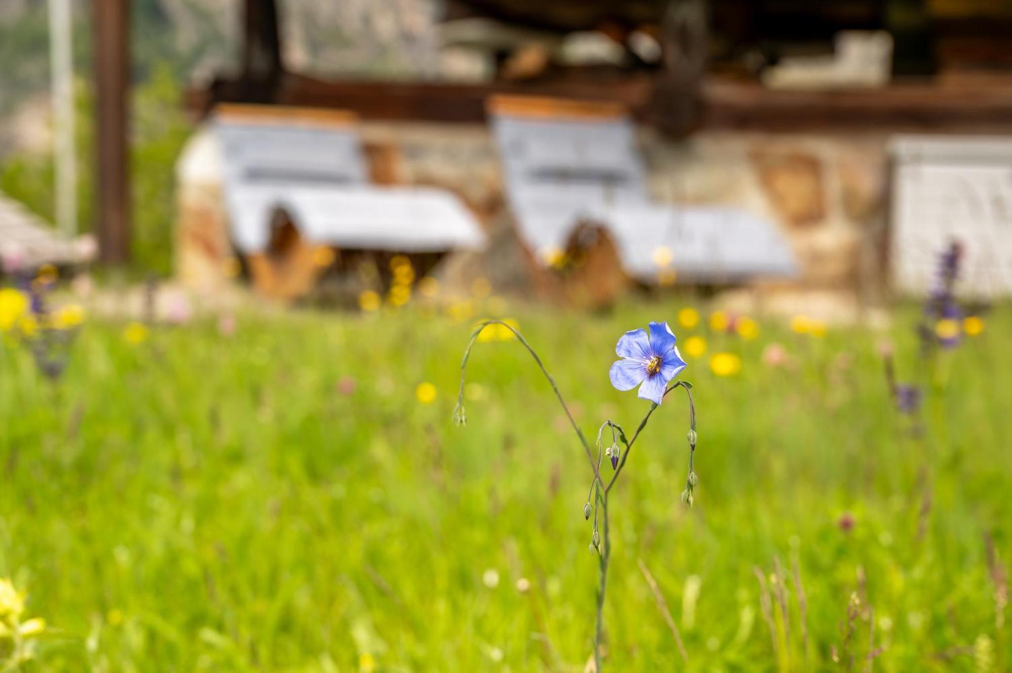 Korn-Stadel Arida Prata "Natur Pur" Grächen Exteriér fotografie