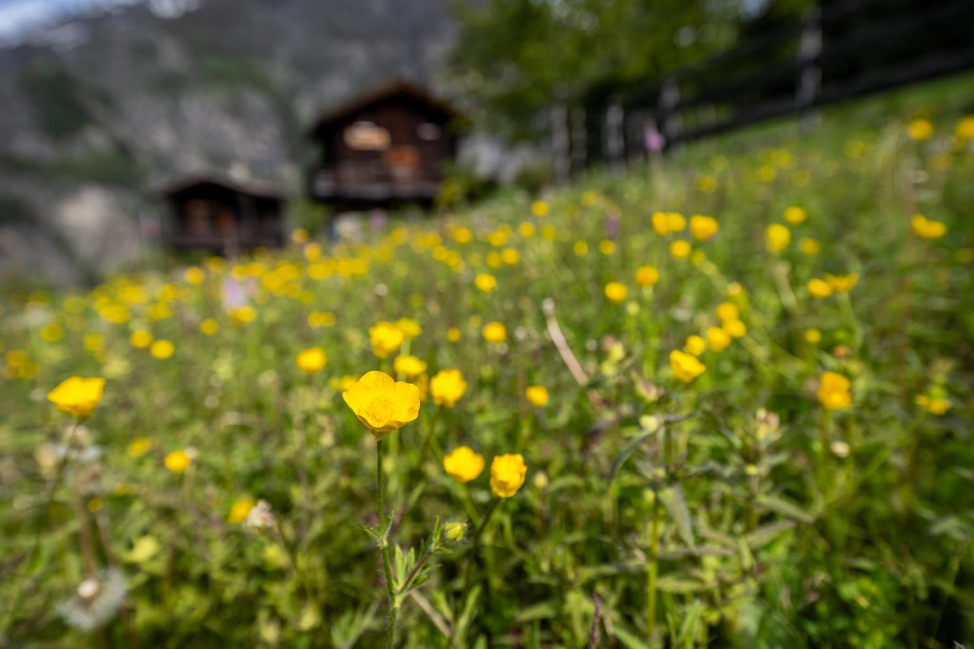 Korn-Stadel Arida Prata "Natur Pur" Grächen Exteriér fotografie
