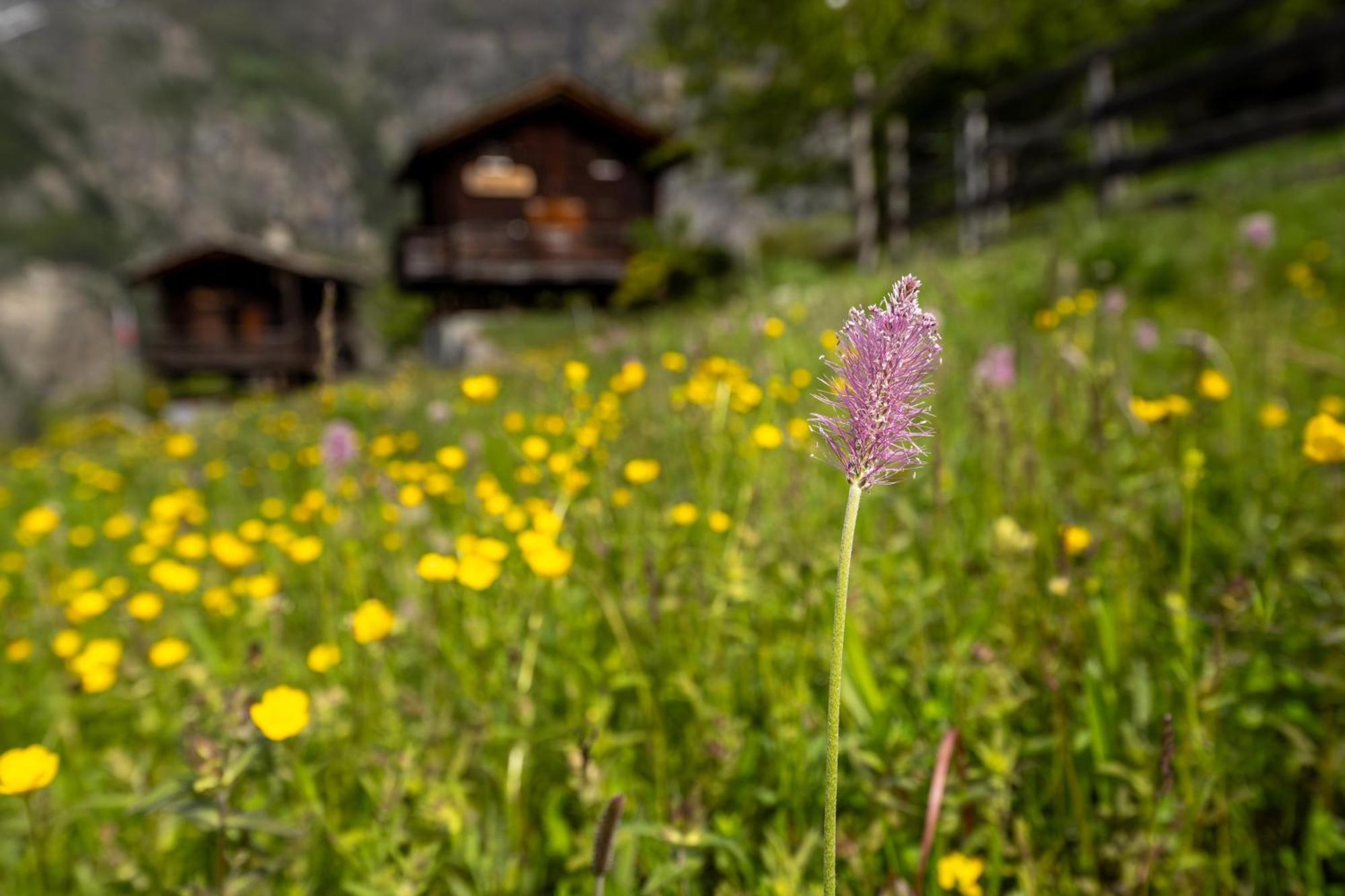 Korn-Stadel Arida Prata "Natur Pur" Grächen Exteriér fotografie