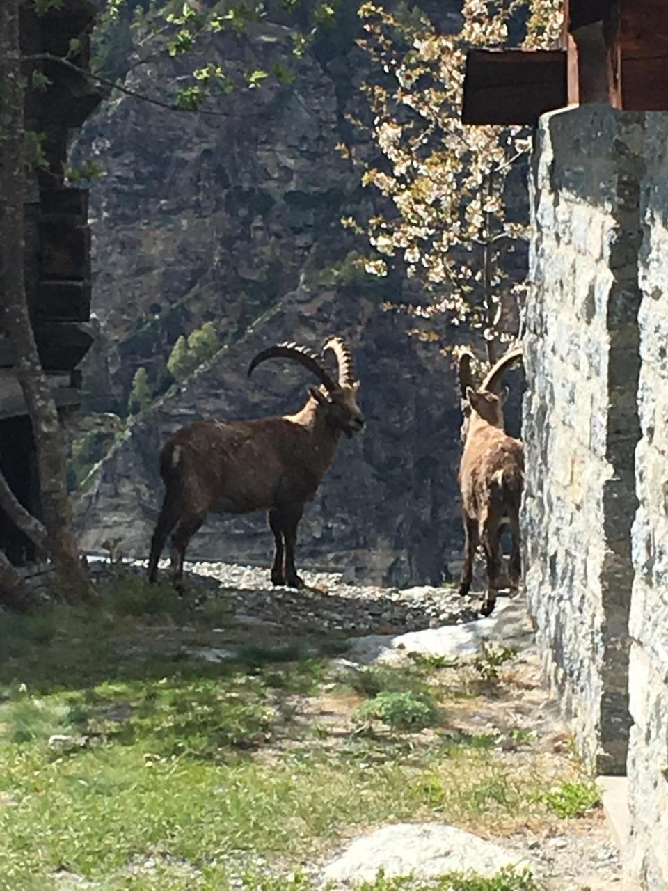 Korn-Stadel Arida Prata "Natur Pur" Grächen Exteriér fotografie
